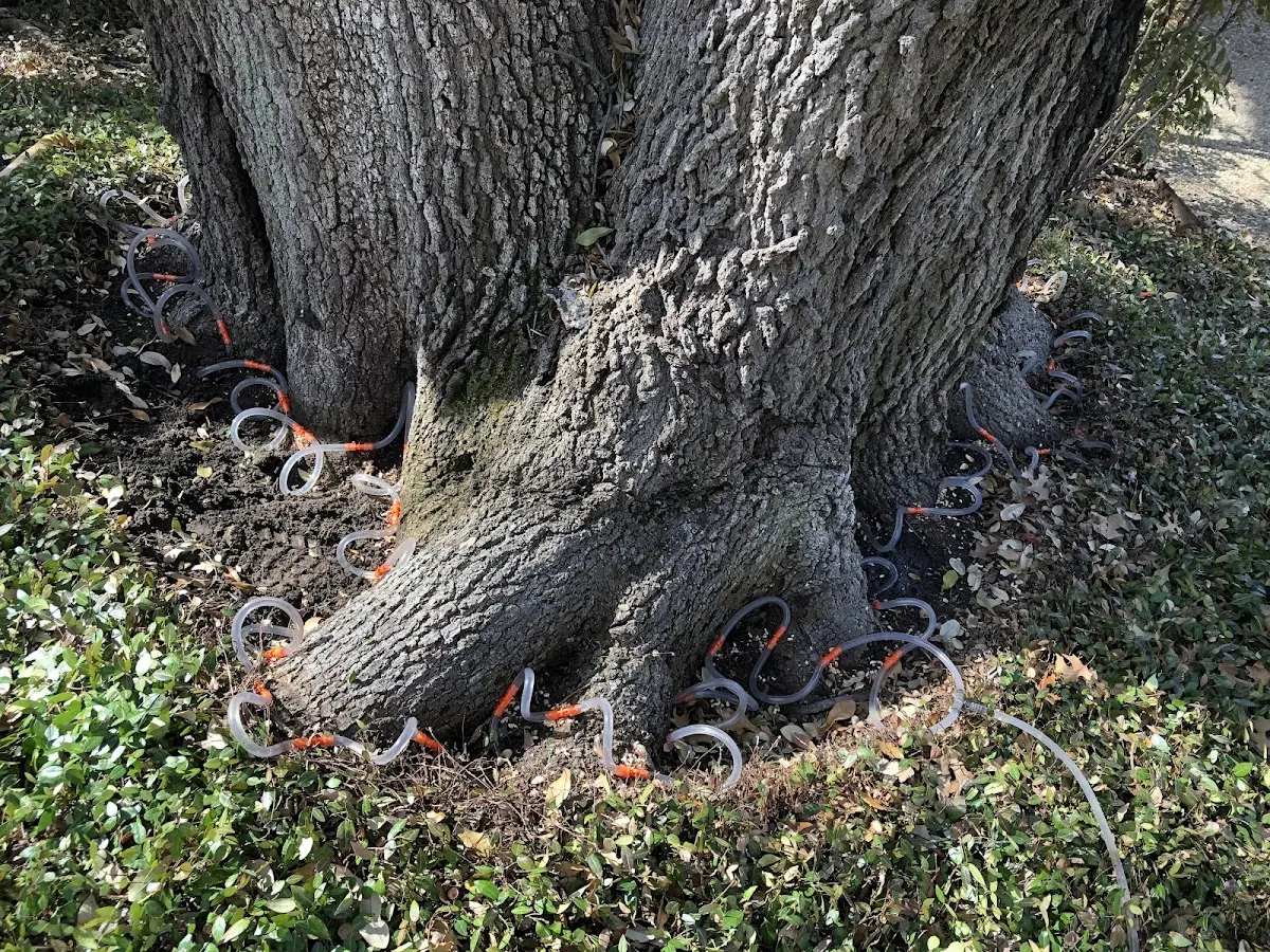 Detailed Tree Cabling and Bracing job site in Hollister