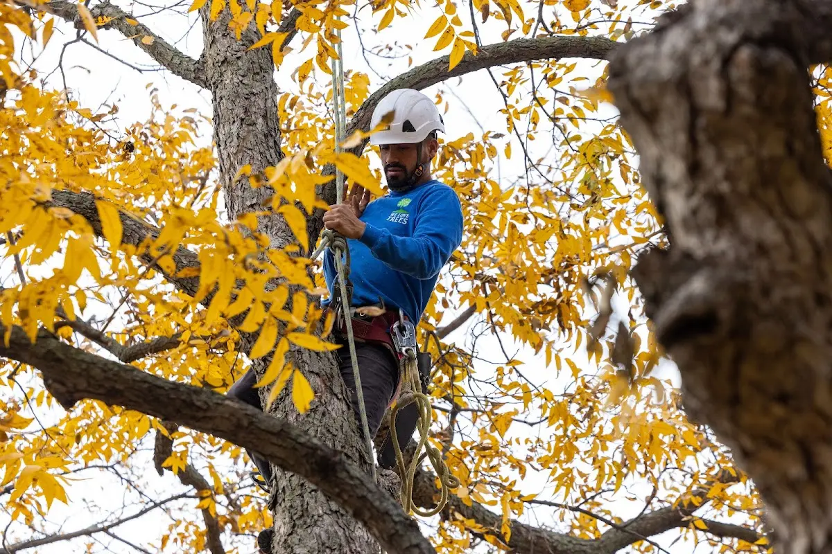 Skilled Storm Damage Cleanup crew working in Hollister